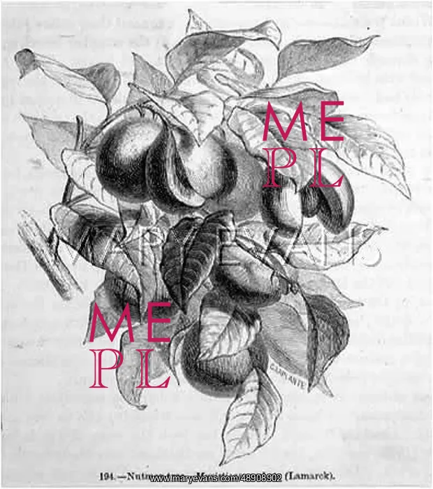 : NUTMEG / BRANCH & FRUIT : NUTMEG / BRANCH & FRUIT
