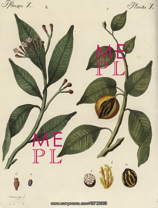 : Nutmeg and clove spice trees : Nutmeg and clove spice trees