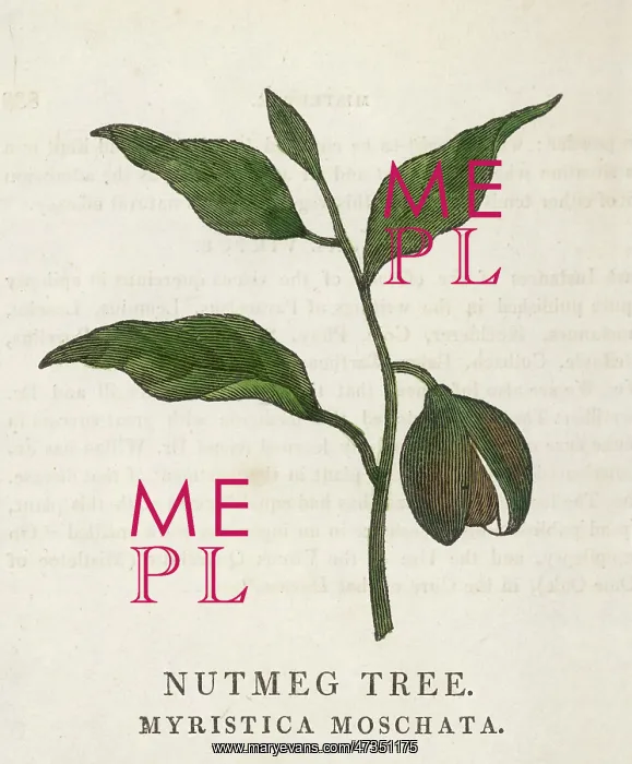 : NUTMEG / FAMILY HERBAL : NUTMEG / FAMILY HERBAL