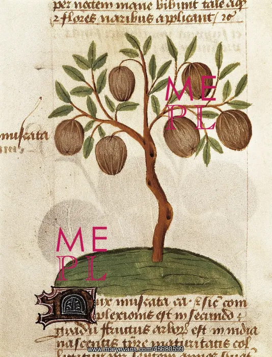 : Nutmeg. Illustration from Tractatus de herbis : Nutmeg. Illustration from Tractatus de herbis