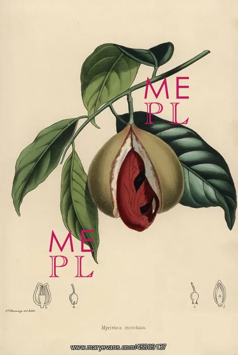 : Nutmeg and mace, Myristica moschata : Nutmeg and mace, Myristica moschata