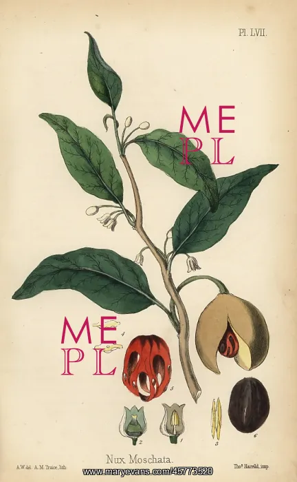 : Nutmeg and mace tree, Myristica fragrans : Nutmeg and mace tree, Myristica fragrans