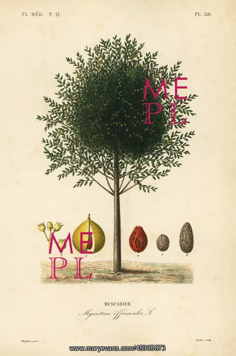 : Nutmeg and mace tree, Myristica fragrans : Nutmeg and mace tree, Myristica fragrans