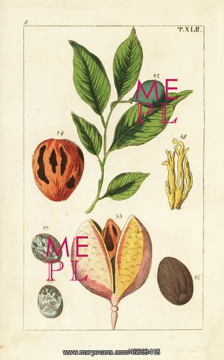 : Nutmeg and mace tree, Myristica fragrans : Nutmeg and mace tree, Myristica fragrans
