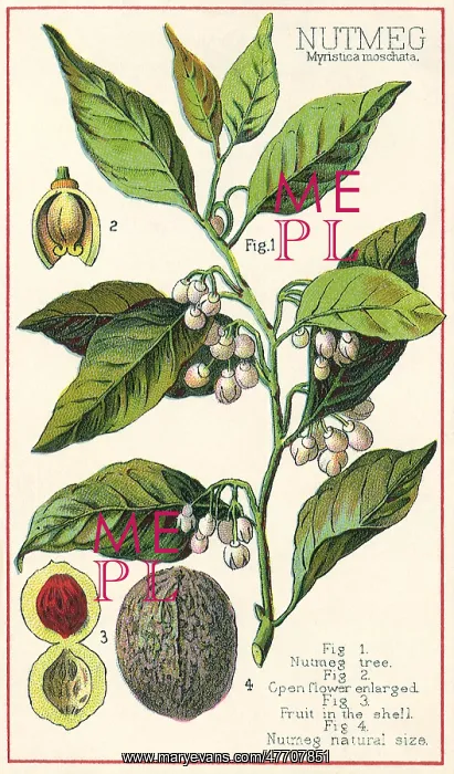  : Nutmeg Plant