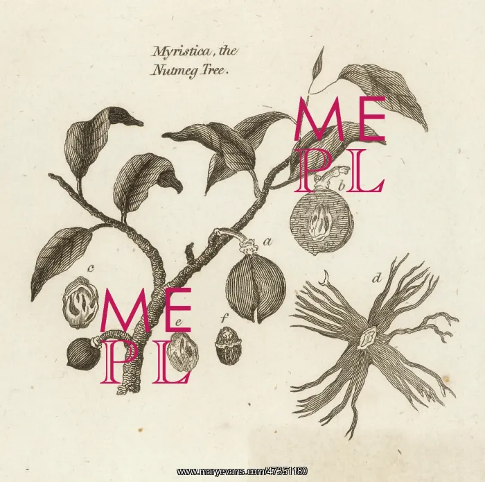 : NUTMEG / VARIOUS PARTS : NUTMEG / VARIOUS PARTS