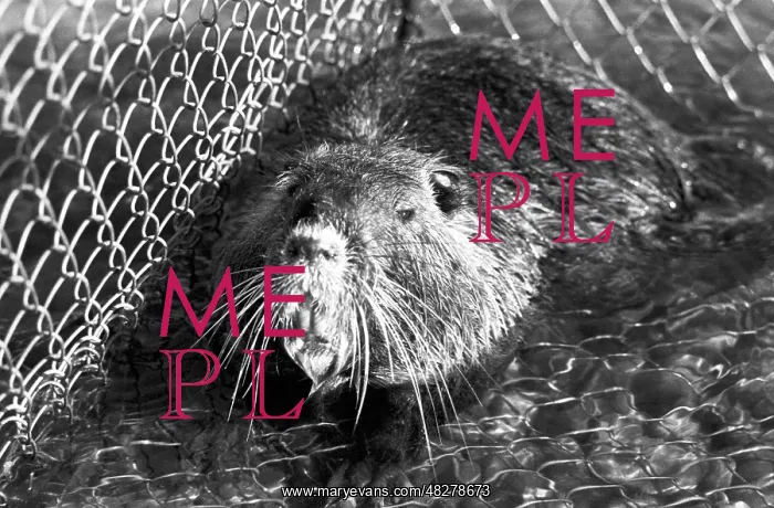 : Nutria breeding, 1966 : Nutria breeding, 1966