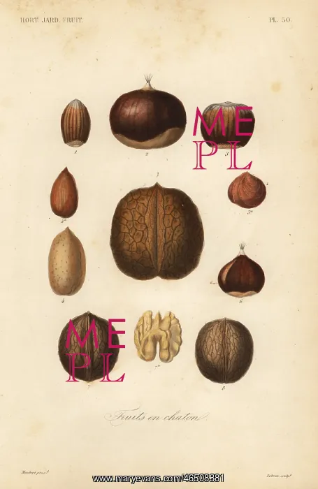 : Nuts with shells, Fruits en chaton : Nuts with shells, Fruits en chaton