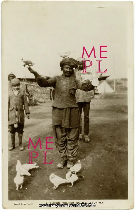 : NWFP - A carrier pigeon Trainer : NWFP - A carrier pigeon Trainer