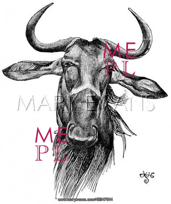 : A Nyasaland Gnu, 1897 : A Nyasaland Gnu, 1897