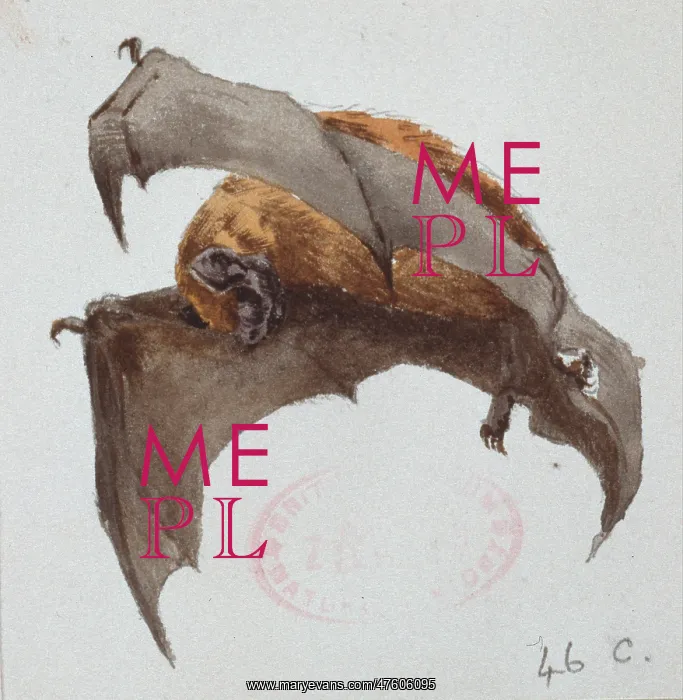 : Nyctalus noctula, common noctule : Nyctalus noctula, common noctule