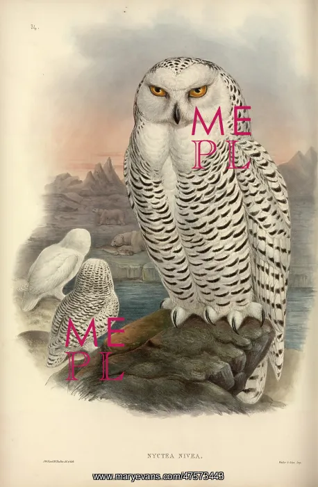 : Nyctea scandiaca, snowy owl : Nyctea scandiaca, snowy owl