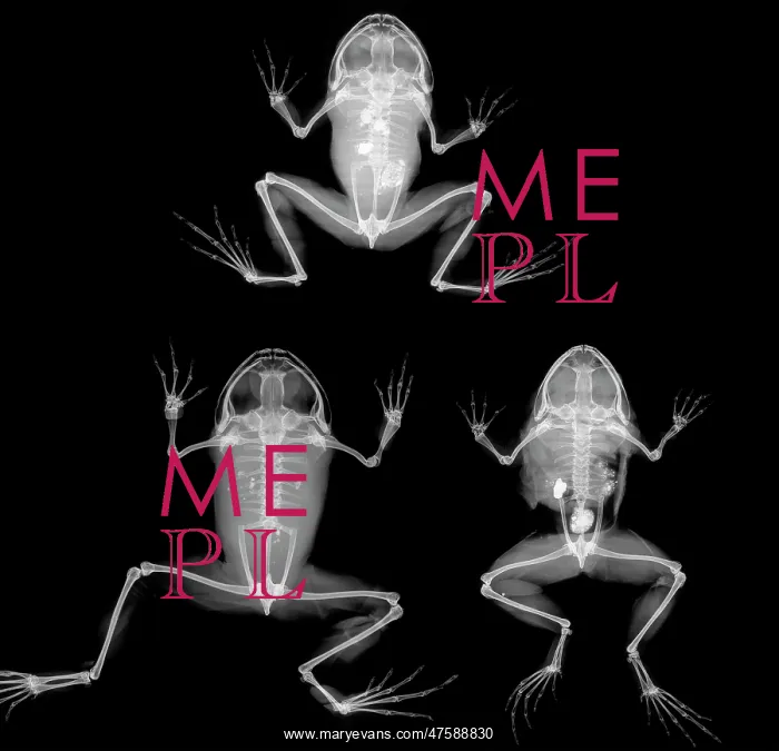: Nyctibatrachus major, frogs : Nyctibatrachus major, frogs