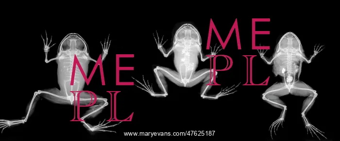 : Nyctibatrachus major, frogs : Nyctibatrachus major, frogs