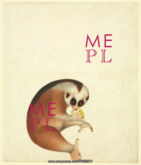 : Nycticebus coucang, slow loris : Nycticebus coucang, slow loris