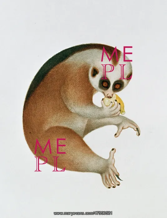 : Nycticebus coucang, slow loris : Nycticebus coucang, slow loris