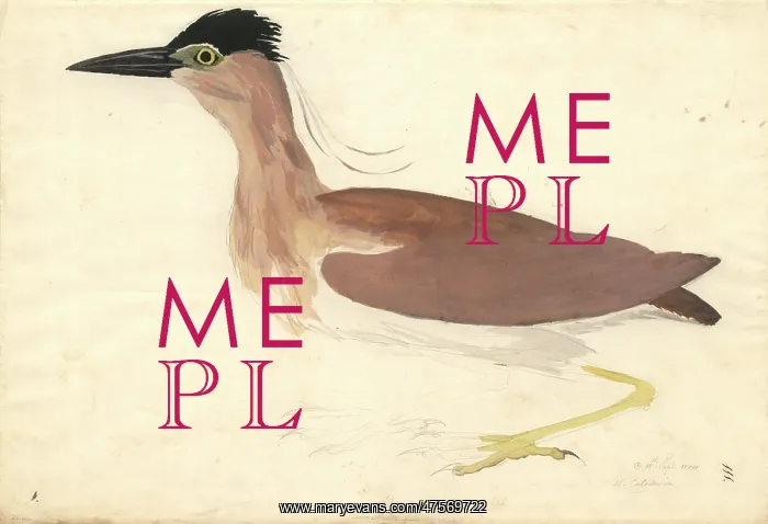 : Nycticorax caledonicus, rufous night heron : Nycticorax caledonicus, rufous night heron