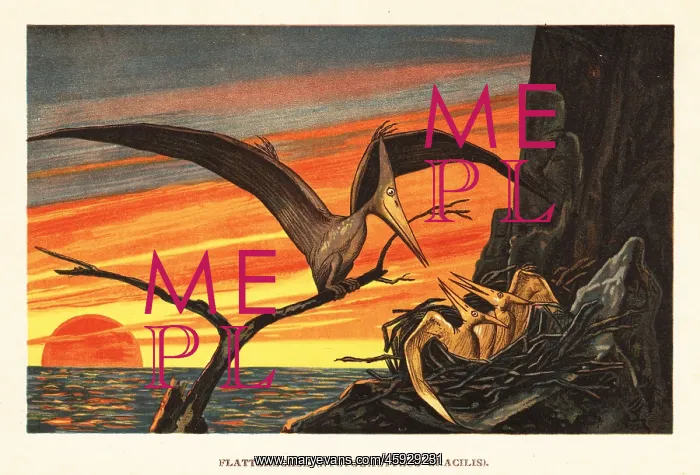 : Nyctosaurus gracilis, extinct pterosaur : Nyctosaurus gracilis, extinct pterosaur