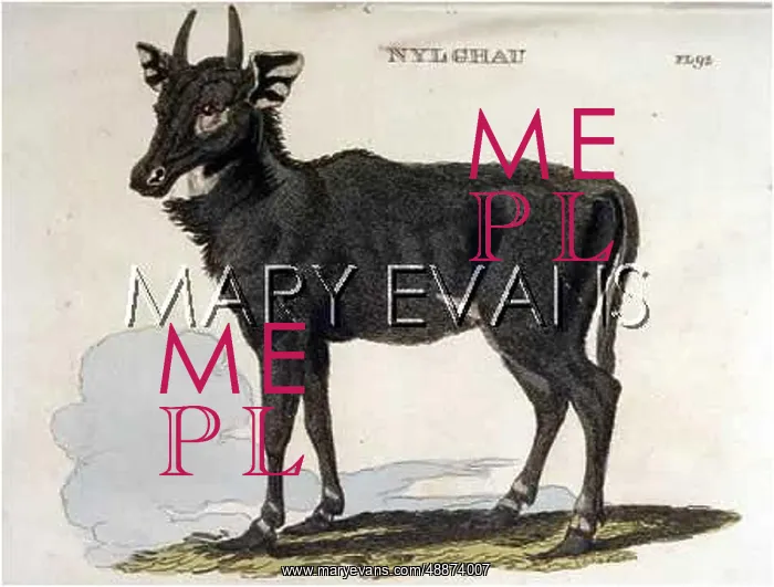 : NYL-GHAU ANTELOPE 1811 : NYL-GHAU ANTELOPE 1811