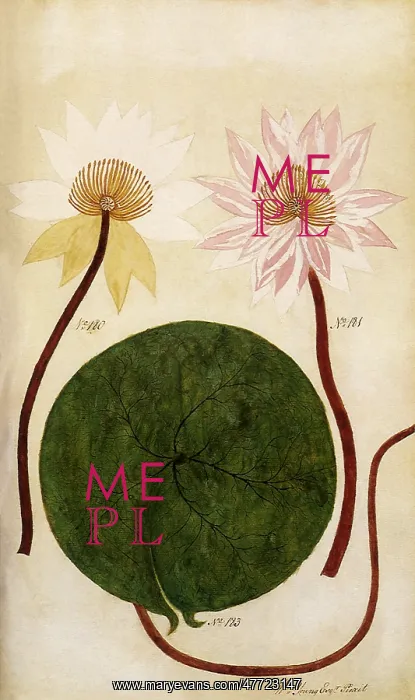 : Nymphaea : Nymphaea