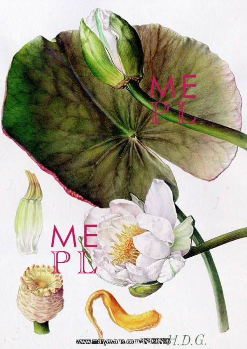  : Nymphaea alba