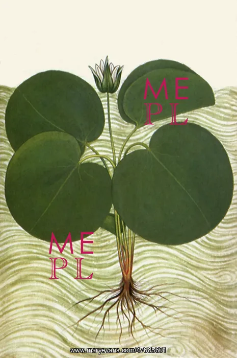  : Nymphaea Alba