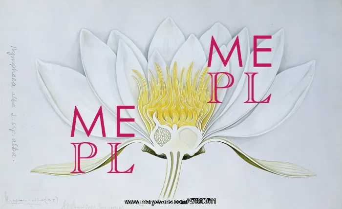 : Nymphaea alba, white water lily : Nymphaea alba, white water lily