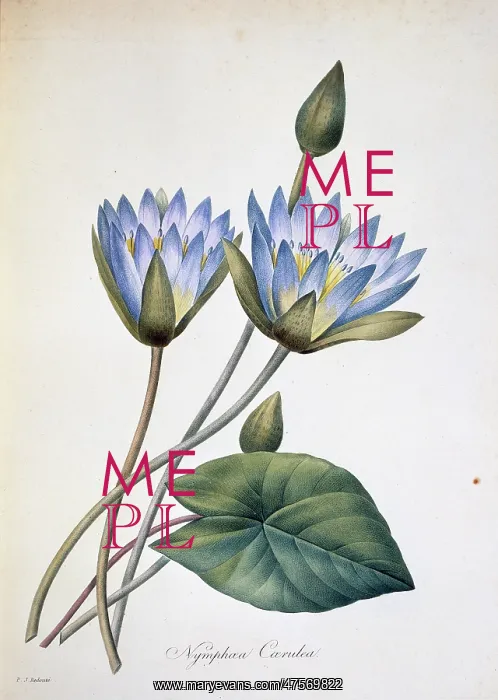 : Nymphaea caerula, water lily : Nymphaea caerula, water lily