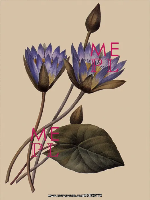 : Nymphaea caerulea : Nymphaea caerulea