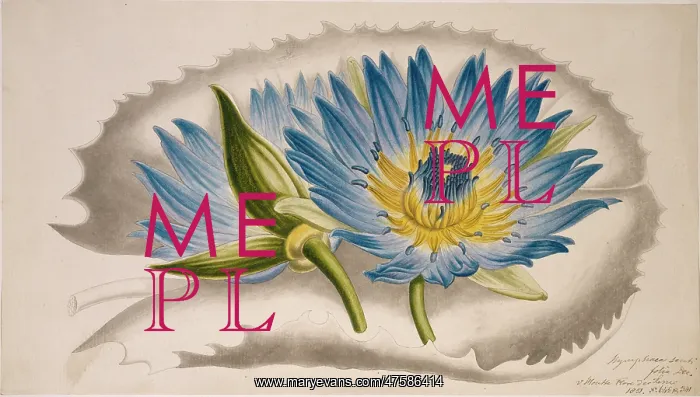 : Nymphaea capensis, cape blue water lily : Nymphaea capensis, cape blue water lily