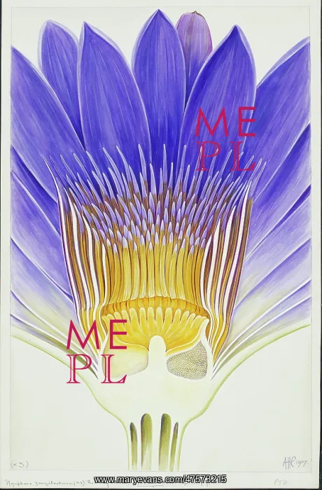 : Nymphaea capensis var. zanzibariensis, cape blue waterlily : Nymphaea capensis var. zanzibariensis, cape blue waterlily