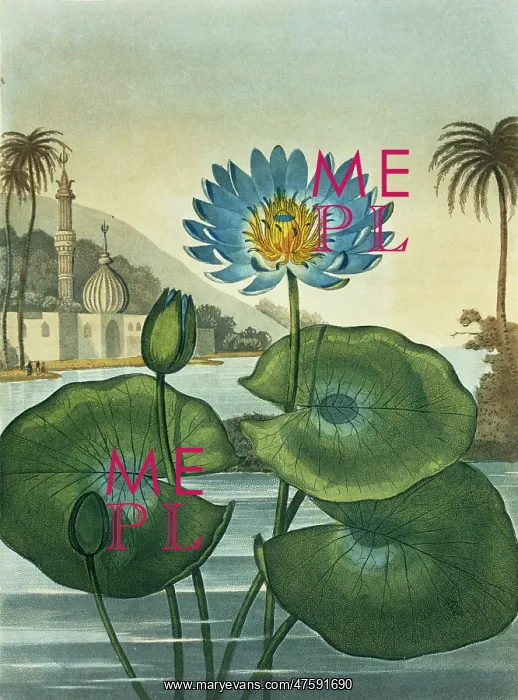 : Nymphaea coerulea, blue Egyptian water lily : Nymphaea coerulea, blue Egyptian water lily