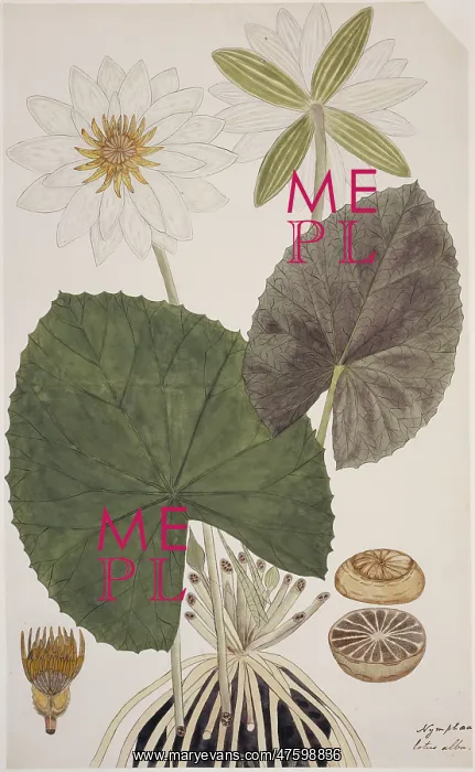 : Nymphaea lotus, water lily : Nymphaea lotus, water lily