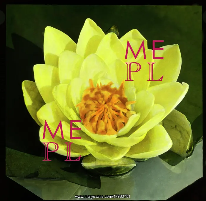 : Nymphaea Mooreana (Water Lily) : Nymphaea Mooreana (Water Lily)
