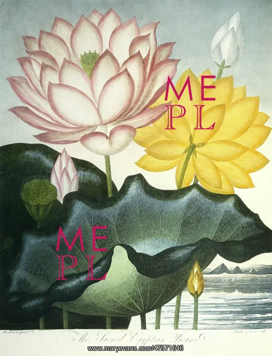  : Nymphaea nelumbo, sacred Egyptian bean