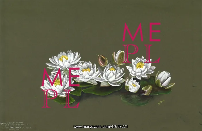 : Nymphaea odorata var. minor : Nymphaea odorata var. minor
