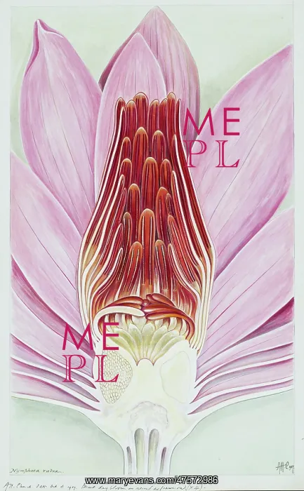 : Nymphaea rubra, Indian red water lily : Nymphaea rubra, Indian red water lily