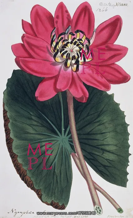 : Nymphaea rubra, Indian red water lily : Nymphaea rubra, Indian red water lily