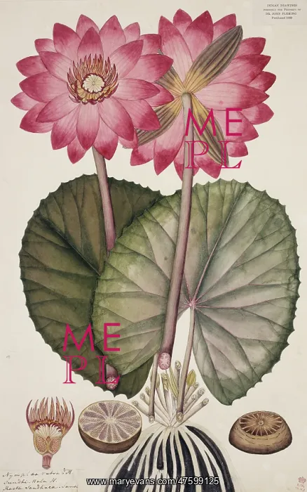  : Nymphaea rubra Roxb. red Indian water lily
