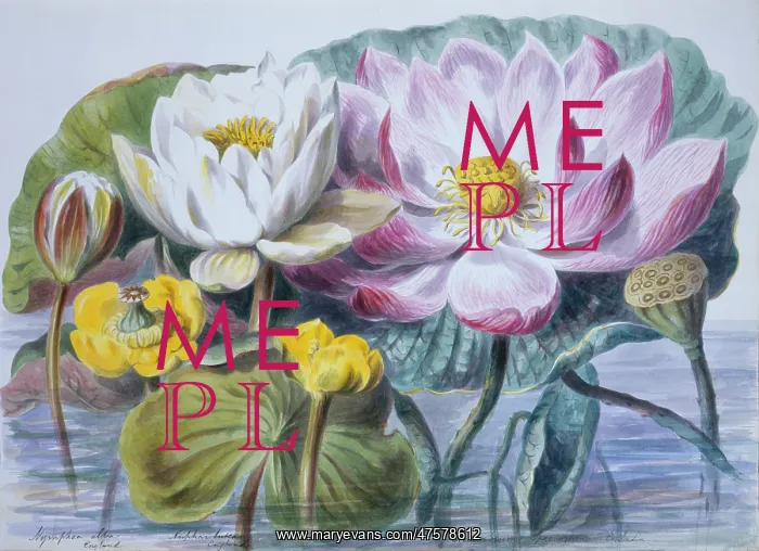 : Nymphaea sp. water lilies : Nymphaea sp. water lilies