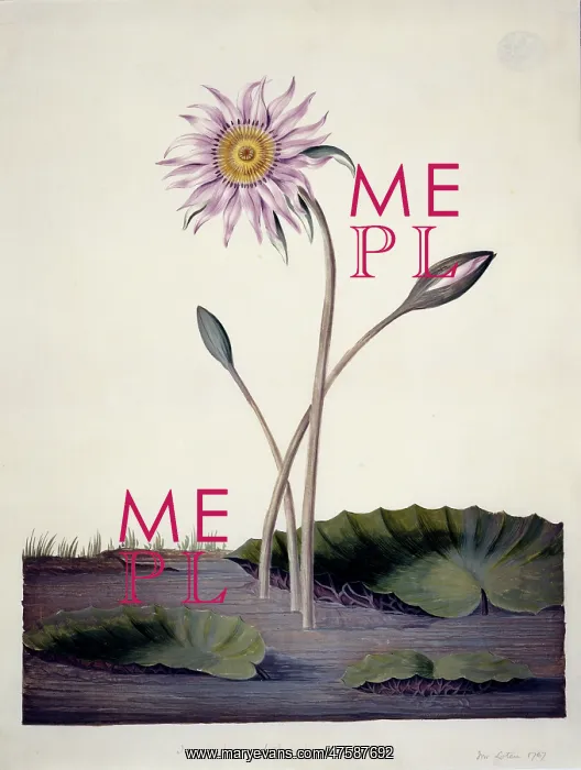 : Nymphaea stellata L. water lily : Nymphaea stellata L. water lily