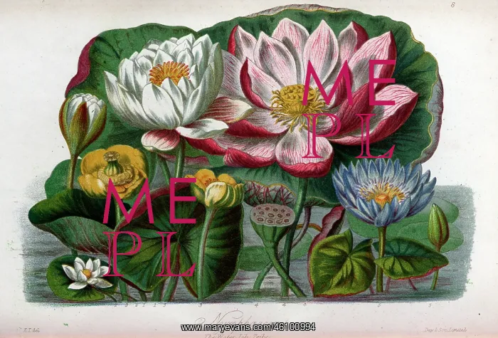 : Nymphaeaceae - Water Lily : Nymphaeaceae - Water Lily