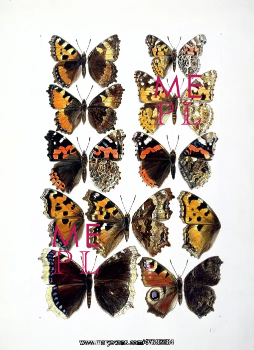  : Nymphalidae sp. butterflies