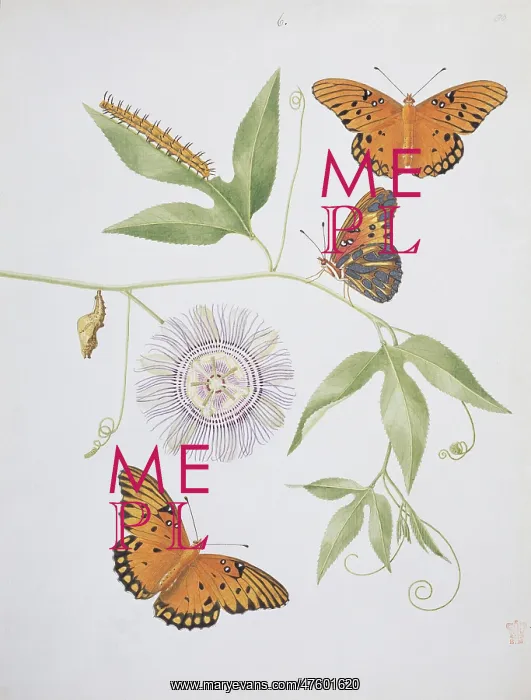 : Nymphalis phalerati, silver spotted fritillary : Nymphalis phalerati, silver spotted fritillary