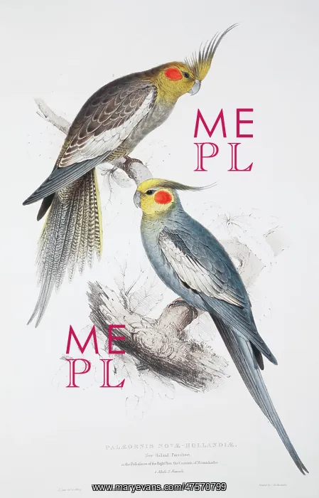: Nymphicus hollandicus, cockatiel : Nymphicus hollandicus, cockatiel
