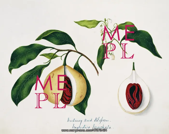 : Nyrustuca moschata, nutmeg : Nyrustuca moschata, nutmeg