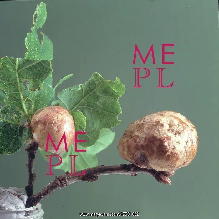 : Oak apple galls : Oak apple galls