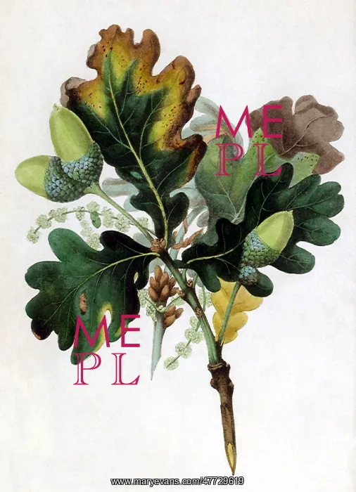  : Oak Branch with Acorns
