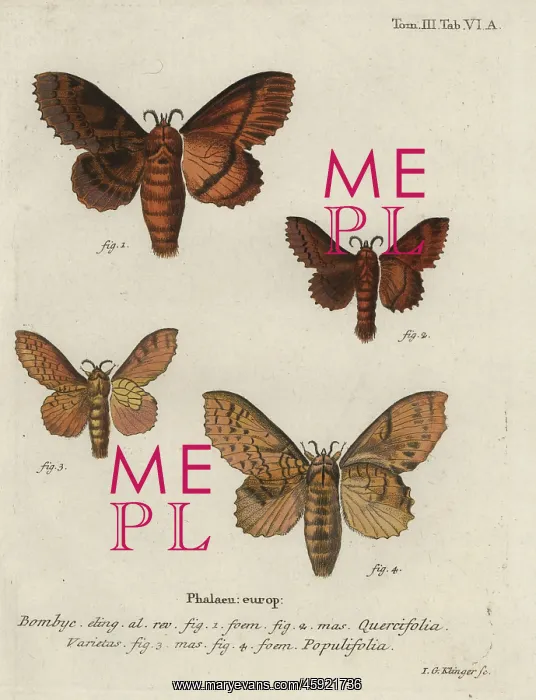 : Oak eggar and poplar lappet moths : Oak eggar and poplar lappet moths