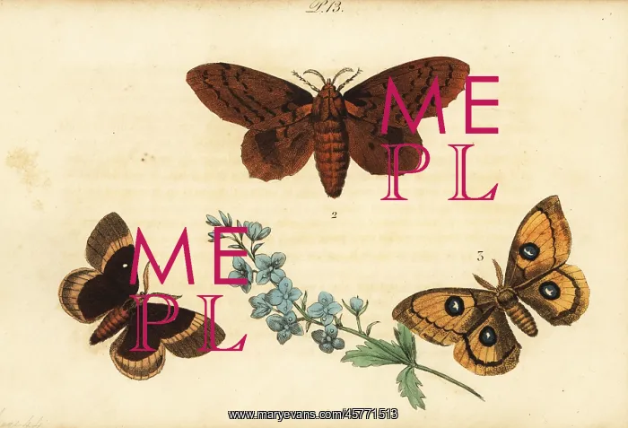 : Oak eggar, poplar lappet and Tau emperor : Oak eggar, poplar lappet and Tau emperor
